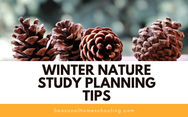 pinecones with Winter Nature Study Planning Tips text overlay