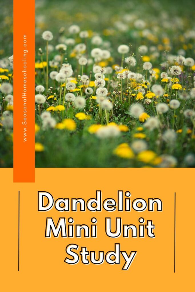 field of dandelions with Dandelion Mini Unit Study text overlay