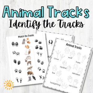 Animal Tracks Identify the Tracks sample pages