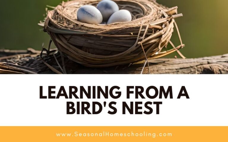 Learning From A Bird’s Nest