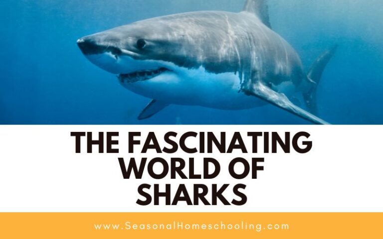 The Fascinating World of Shark Week