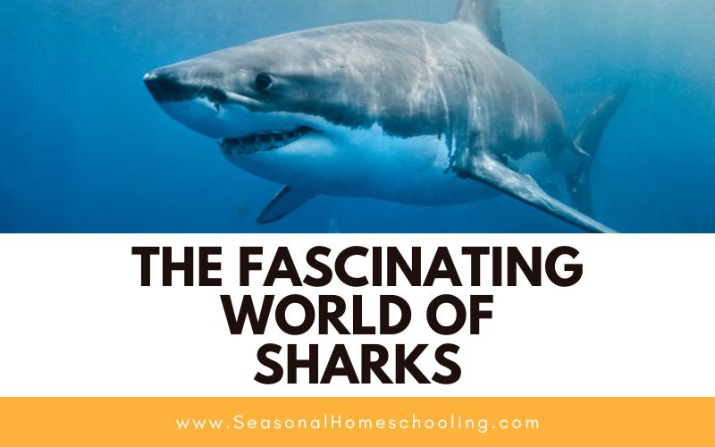shark swimming with The Fascinating World of Sharks text overlay