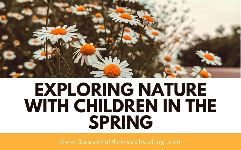 daisies on the side of the road with Exploring Nature with Children in the Spring text overlay