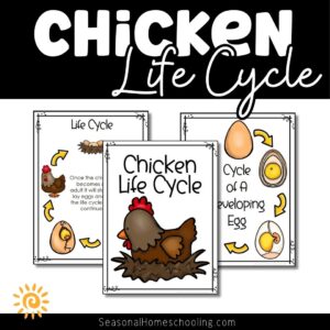 Chicken Life Cycle printable samples