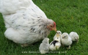 hen and chicks