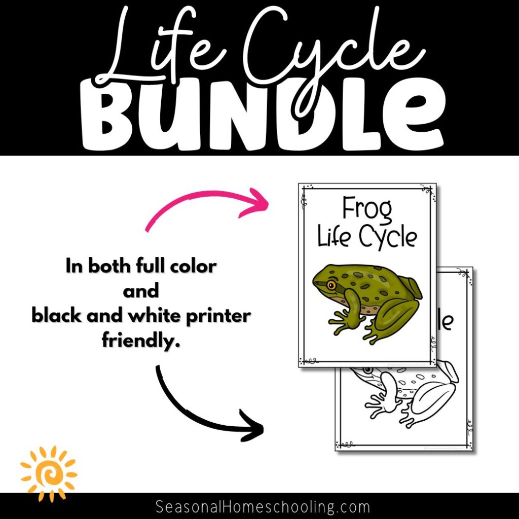 Life Cycle Bundle - Animal Life Cycles Printable Sets - page samples
