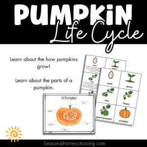 Pumpkin Life Cycle samples of pages included