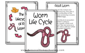 Our Worm Life Cycle Printable Set